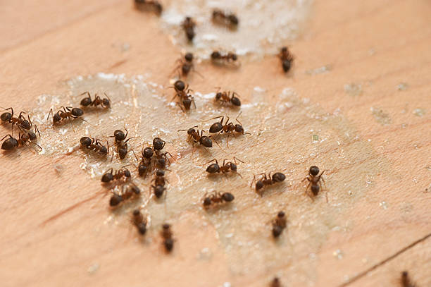 Best Pest Inspection Near Me  in Port Labelle, FL